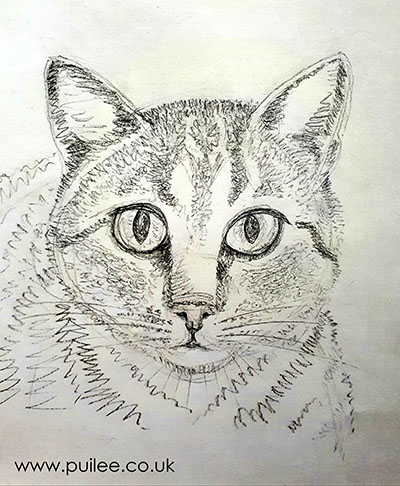 Cat (2021) pencil on paper by Artist Pui Lee